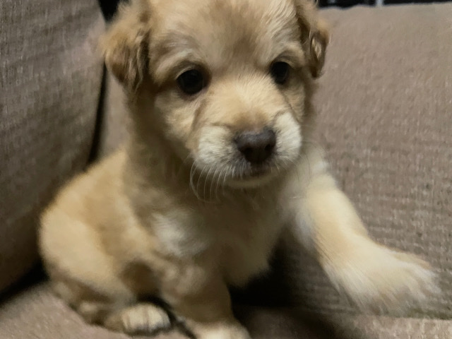 Puppies in need of a new home!
