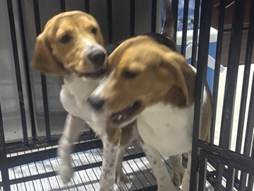 Beagle - beagle male & female available for adoption in Abu Dhabi