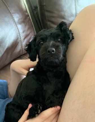 Poodle – Toy poodle mix 1 yr female