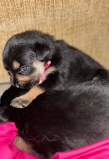 Rottweiler – Doberman/Rottweiler