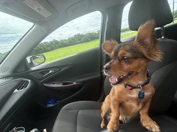 Chihuahua – Friendly Chihuahua – 2 Years Old – Allen – Allen