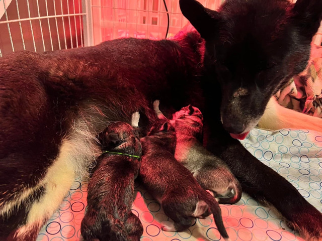 Siberian Husky – Siberian Husky Puppies for sale