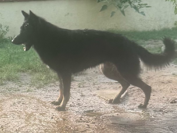 German Shepherd – P.B German Shepherd Puppies – Lake Elsinore