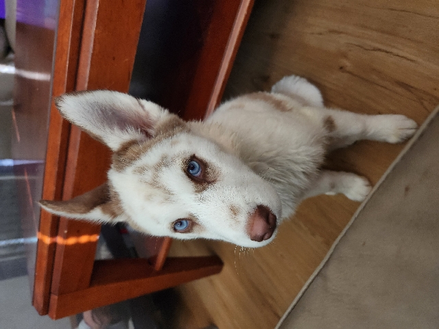 Siberian Husky – Snowball
