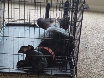 Cane Corso – Cane Corso Puppy for Sale – St. Louis – St. Louis