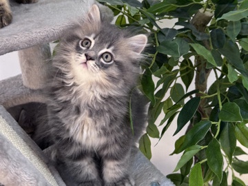 stunning Ultra Fluffy Grey / gold and white kitten 🐾 – Abu Dhabi