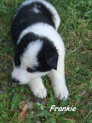 Border Collie – Border Collie and Pyrenees mix – Ashburn