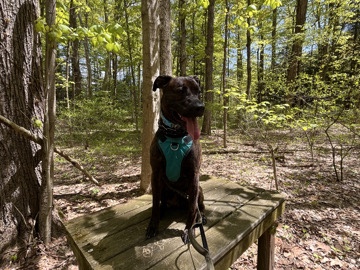 Mixed Breed – Nikey – Buffalo