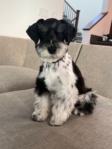 Miniature Schnauzer – Mini Spotted Schnauzer Puppy