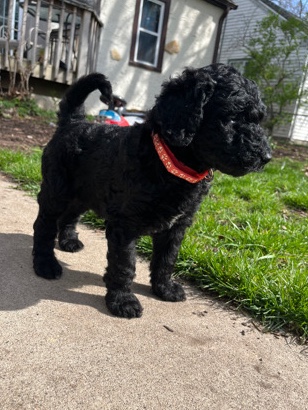 Standard Poodle Puppies