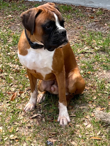 3 year old Full Boxer