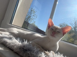 Siamese - Siam Katze red Point  available for adoption in Leuna