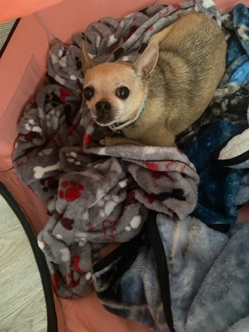 Rehome