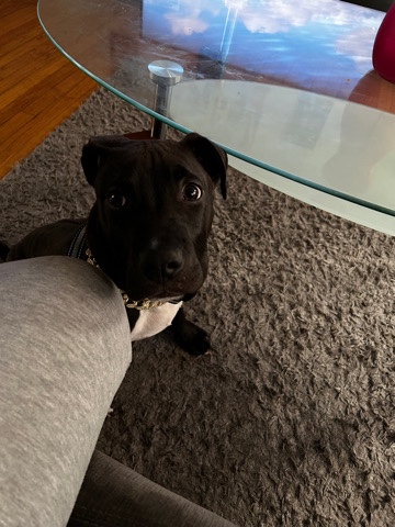 American Pit Bull Terrier – 4 month old pitbull