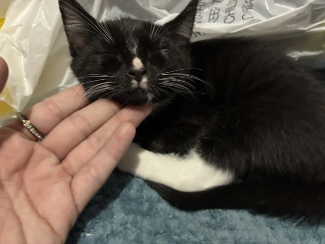 tuxedo kitten – Sanford