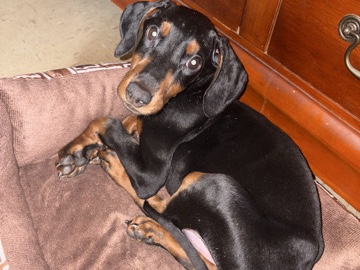 Doberman Pinscher – Doberman Puppy – New York