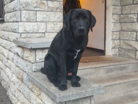 Labrador Retriever – Labrador Rüde sucht ein liebevolles Zuhause für immer – Kirchgandern