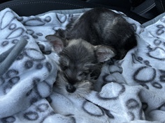 Miniature Schnauzer – Rehoming – Los Angeles