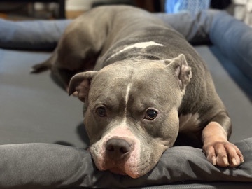 American Pit Bull Terrier – Meet Canelo 🧡 (4 years old) – New York