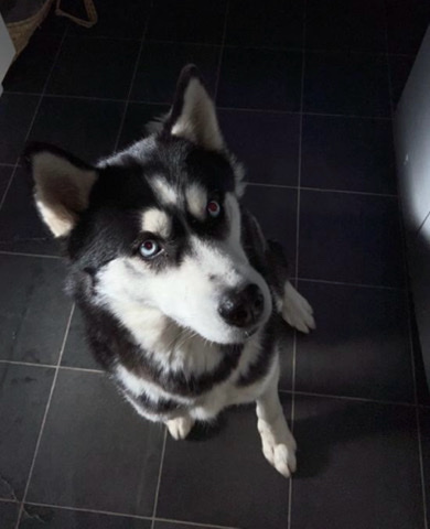 Siberian Husky – male Siberian husky
