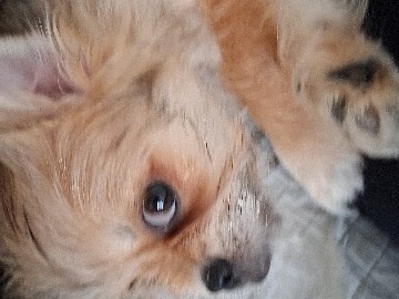 Shih Tzu – beautiful  shihi tzu boy 23 weeks old posie – West Midlands