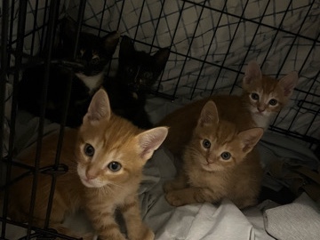 All - kittens need a home available for adoption in Davenport