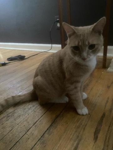 American Shorthair – Domestic shorthair (Goon)