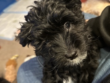 Poodle – Yorkiepoo – North Royalton