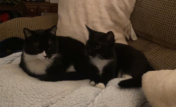 kittens