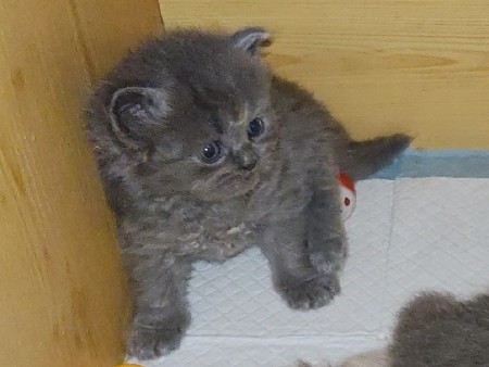 Persian (Modern) - Persian kitten for sale  available for adoption in Sharjah