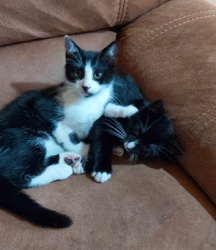 2 kittens left for sale