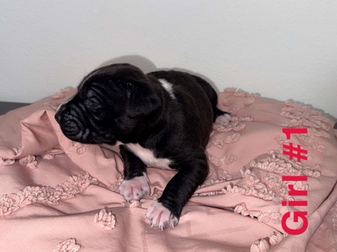American Bulldog – rehoming American bulldog puppies – Kissimmee