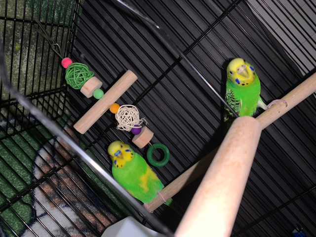 Budgerigar – rehoming 2 bonded parakeets