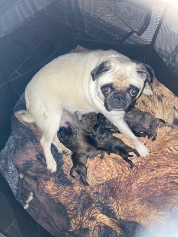 Staff cross pug pups for sale