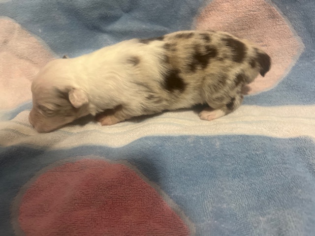 Australian Shepherd – Australian Shephard puppy