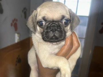 Pug – Adorable Pug Puppies for Sale in Houston – Houston