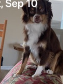 Australian Shepherd – Copper needs you.