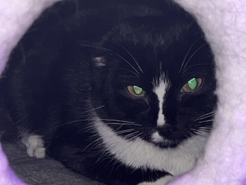 bonded female kittens and all the gear