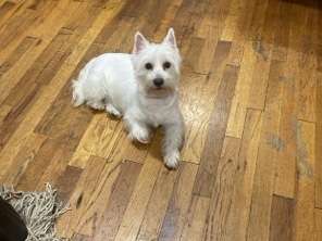 West Highland White Terrier – Coco Needs a loving home 🙏.. – New York