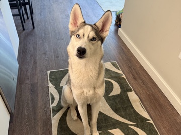 Siberian Husky – 1 yr old husky – Portland