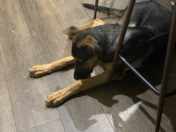 German Shepherd – Energetic Enoch – Roxboro