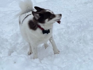 Pomsky – Pomsky – Gardner