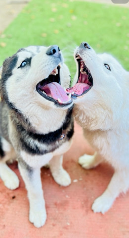 Siberian Husky – Siberian Husky