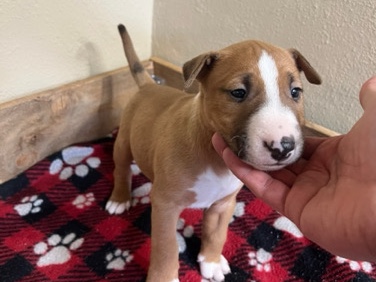Bull Terrier – 🐾Bull Terriers looking for their New Home🏡 – Salem