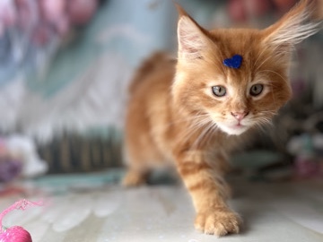 Maine Coon – gato raça maine Coon – São Paulo