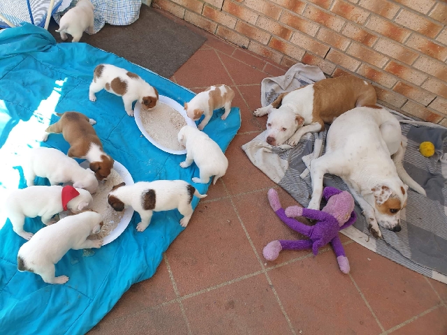 American Staffordshire Terrier – 9 puppies mastiff x ridgeback