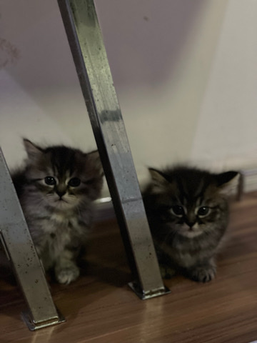 Persian (Modern) – Kittens for sale