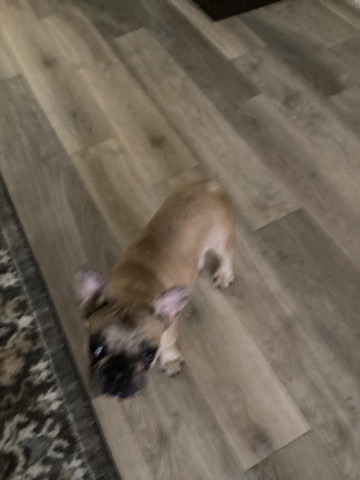 French Bulldog – Akc male frechie puppy