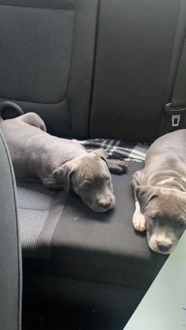 American Pit Bull Terrier – blue nose pits for sell