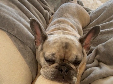 French Bulldog – KC Registered French Bulldog Available in Bowling Green – Bowling Green